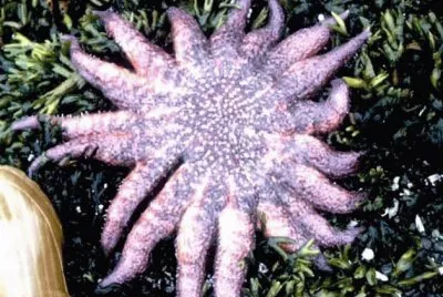 Starfish  Sunflower Sea Star