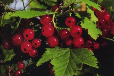 Groselles jigsaw puzzle