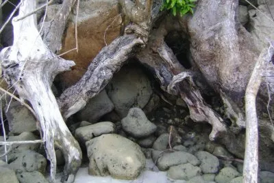 raÃ­zes entrelaÃ§adas jigsaw puzzle