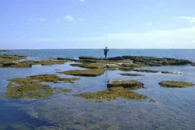 Corais da Praia de TamandarÃ© - PE jigsaw puzzle