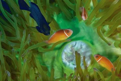 פאזל של damselfish