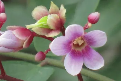 æ¥Šæ¡ƒèŠ±