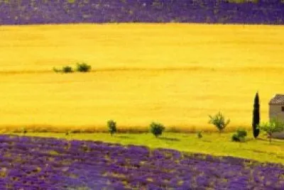 Lavanda