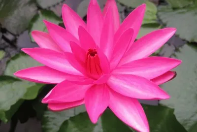 è“®èŠ±