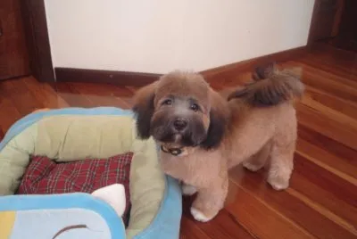 Toby jigsaw puzzle