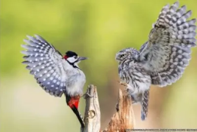 BÃšHO VS. CARPINTERO