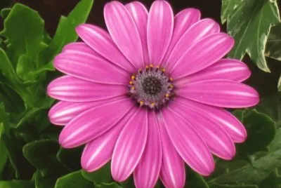 å¤ªé™½èŠ±