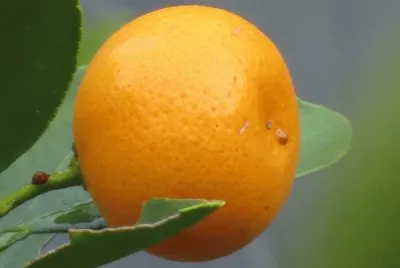 æ©˜å­