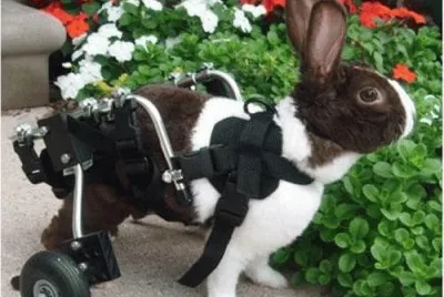 bunny jigsaw puzzle