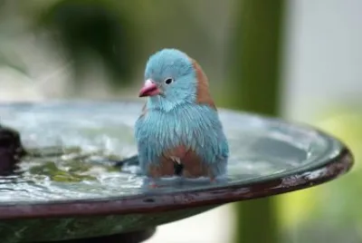 bird jigsaw puzzle