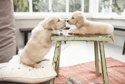 dog jigsaw puzzle
