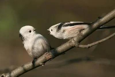 bird