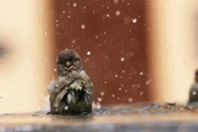 bird jigsaw puzzle