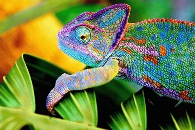 camaleon