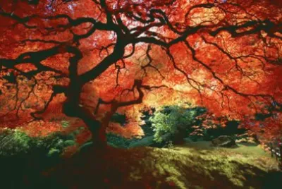 פאזל של true colors