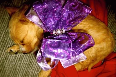 Christmas Puppy with Big Purple Bow