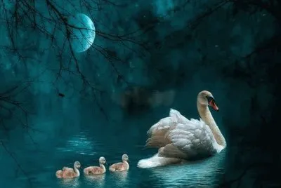Swan
