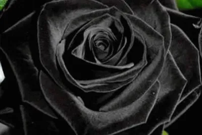 rosa negra