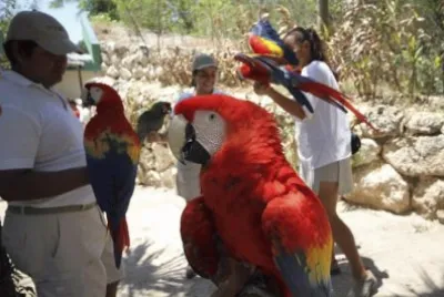 GUACAMAYAS EN XCARTEH
