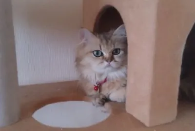 Azuki gatita Japonesa