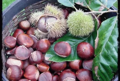 Castanyes