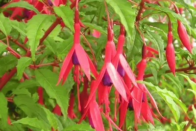 Fuchsie