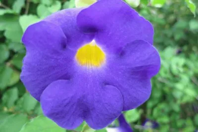 èŠ±