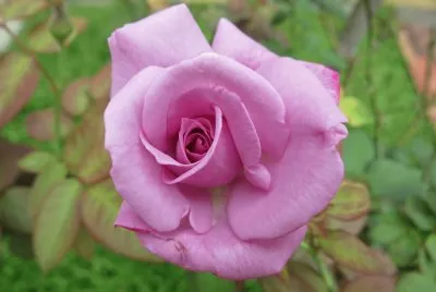 rose jigsaw puzzle