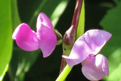 èŠ±