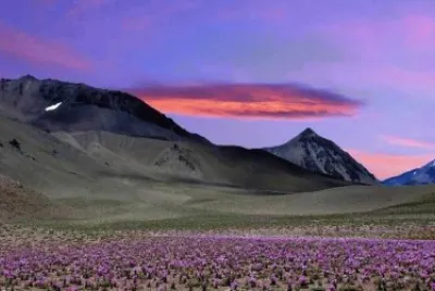desert bloom
