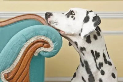 el sofÃ¡ y el perro