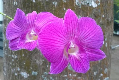 çŸ³æ–›èŠ±