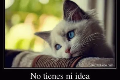 amor