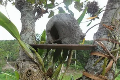 Casa do joão de  barro