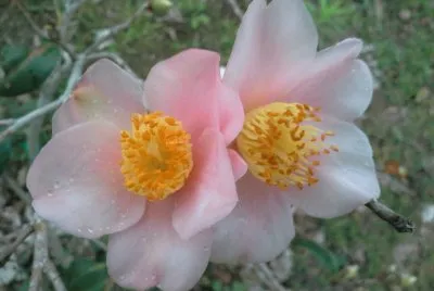 èŒ¶èŠ±