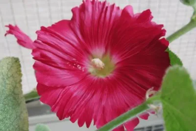 èŠ±