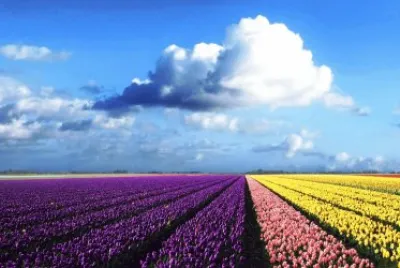 flower farm jigsaw puzzle