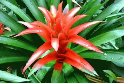 BROMELIA