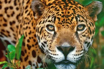 amazonas 2