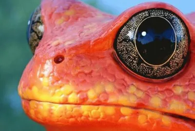 frog