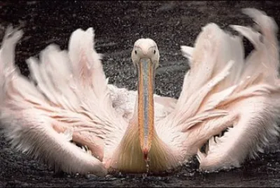 big bird-26 jigsaw puzzle