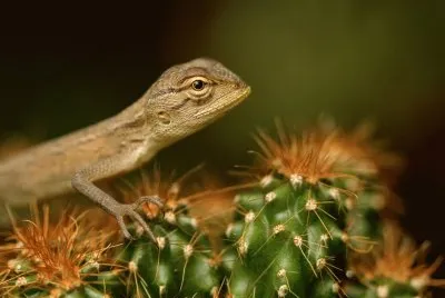 lizard in india