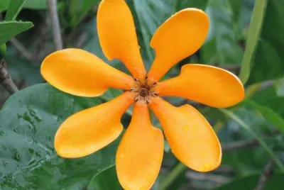èŠ±