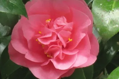 èŒ¶èŠ±