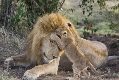 פאזל של and one for dad
