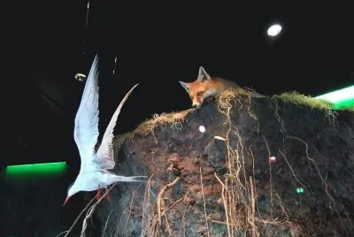 Fuchs holt die Gans