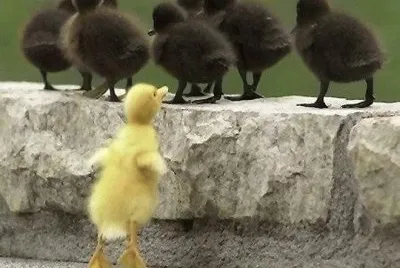 Patitos
