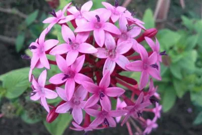 èŠ±