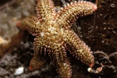 Starfish Leptasterias  Hexatis