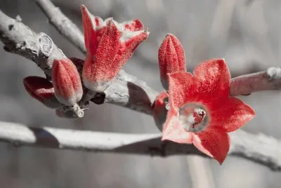 White velvet on the Flower